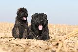 BOUVIER DES FLANDRES 165